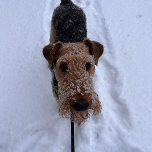 Airedale Terrier vom Sandbend
